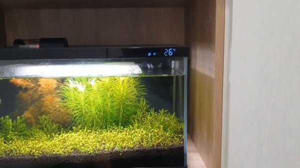 Проблемки( Умный аквариум Xiaomi Mijia Smart Fish Tank MYG100
