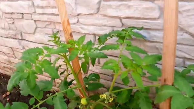 Капусту съела зеленая жирная гусеница мы в Шоке смотреть онлайн