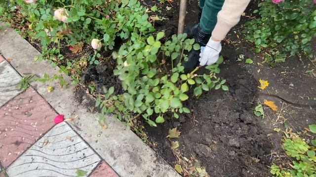 Пересадка роз. Как правильно пересадить розу на другое место осенью смотреть онлайн