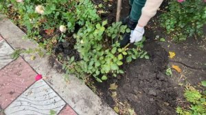 Пересадка роз. Как правильно пересадить розу на другое место осенью