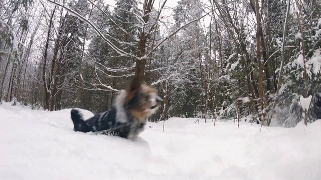 На прогулке с собакой смотреть онлайн