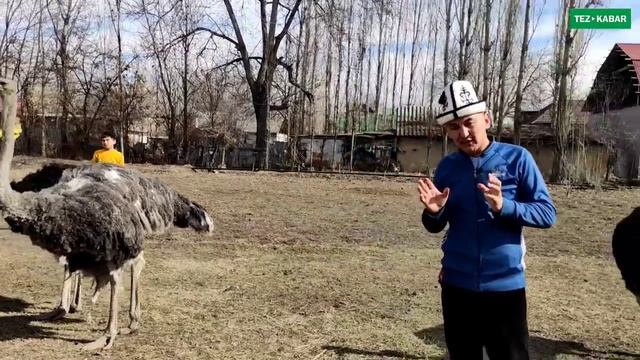 ТӨӨ КУШТАН чын эле УКМУШ пайда тапса болобу? | СТРАУС БИЗНЕС смотреть онлайн