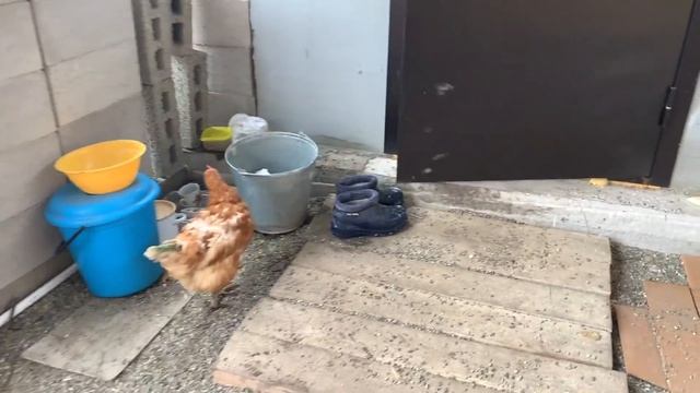 #139 Замена фильтров для очистки воды. Посадили перец на рассаду / Дом в деревне смотреть онлайн