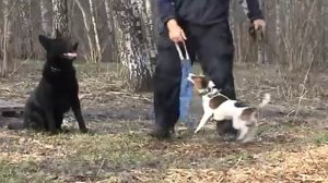 Коррекция поведения собаки, как убрать агрессию у собаки