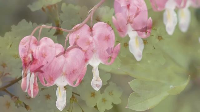 Прекрысные цветы на рабочий стол смотреть онлайн