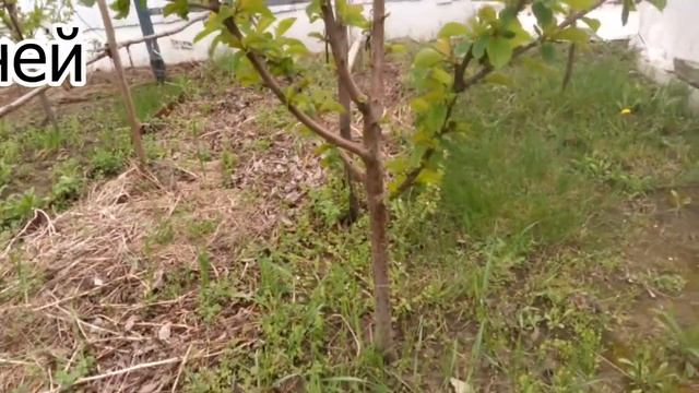 САД ВЕСНОЙ / ЦВЕТЕТ ВИШНЯ / АПРЕЛЬ 2022 / РУМ ТУР по нашему саду / НАША ДАЧА смотреть онлайн