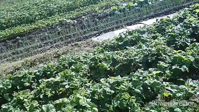 МУЛЬЧИРОВАНИЕ КЛУБНИКИ СОЛОМОЙ.СРЕДСТВО ОТ КРОТОВ!!! смотреть онлайн