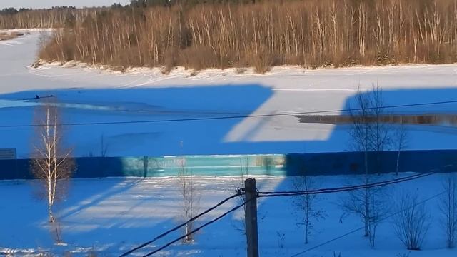 Серая шейка