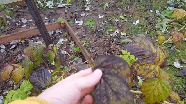 Ремонтантная малина. Обрезка перед зимой.