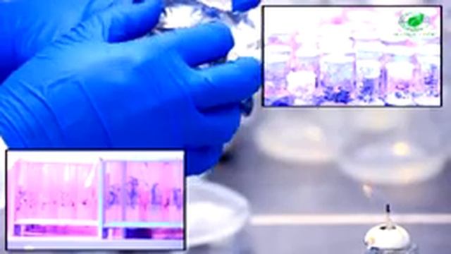 НПО «Зеленые линии» смотреть онлайн