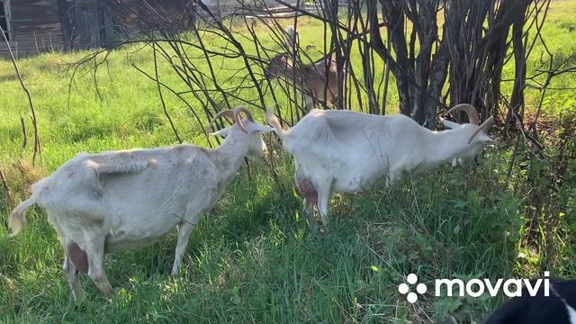 Спасение от котов//Козы и жара//Кролики// смотреть онлайн