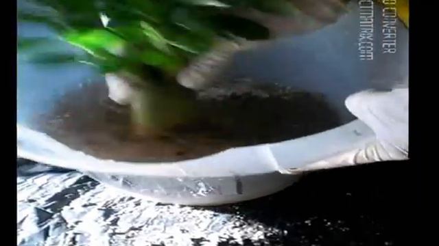 Adenium - przesadzanie do donicy bonsai смотреть онлайн