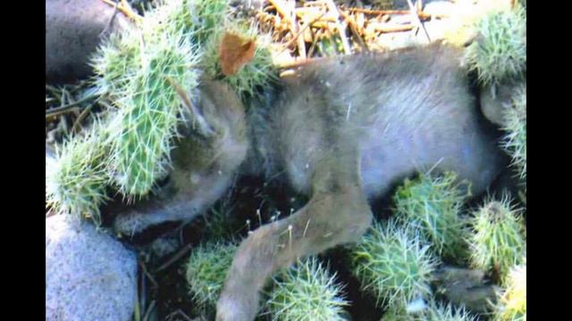 Когда женщина услышала жалобный вой, она сразу же решила, что нужно помочь! смотреть онлайн