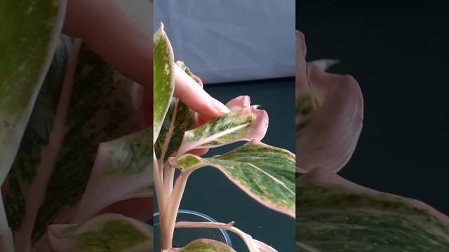 АГЛАОНЕМА: желтеют и сохнут ЛИСТЬЯ