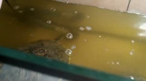 КАК ЖЕ отлечить пол сома платидорас?