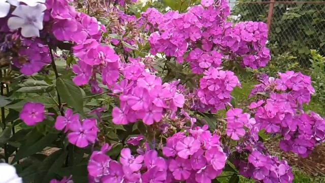 дача 1 сентября Full HD 1