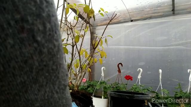 Высадка гортензии Diamant Rouge,LIMELIGHT на постоянное место смотреть онлайн