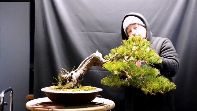 Pinus Cembra Bonsai...#bonsai #bonsaiart #bonsaiartist #bonsaitree #bonsaiworld #bonsailife