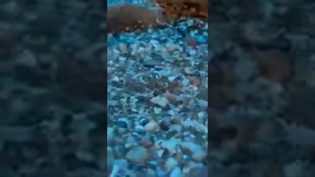 семена почвопокровки с Али экспресс смотреть онлайн