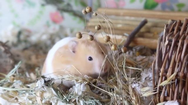 Hamster cages updates! 2019 смотреть онлайн