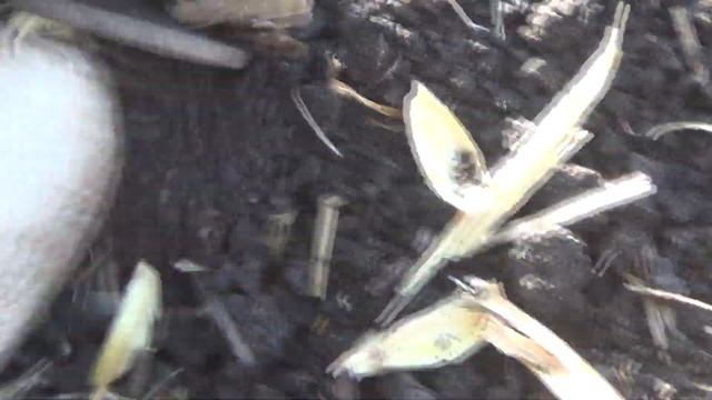 Поиск монет с металлоискателем 36 RUS №2 / Search for coins with the metal detector 36 RUS № 2 смотреть онлайн