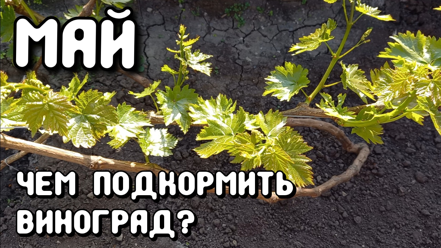 Чем подкормить виноград в мае? ВСЁ ПРОСТО! смотреть онлайн