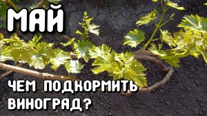 Чем подкормить виноград в мае? ВСЁ ПРОСТО!