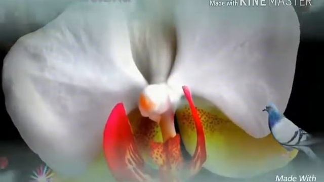 Lilrapr charaw jni смотреть онлайн