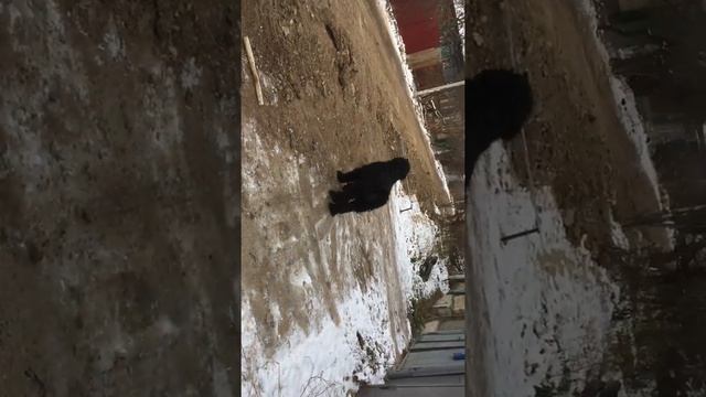 Собака сталина ( русский терьер)