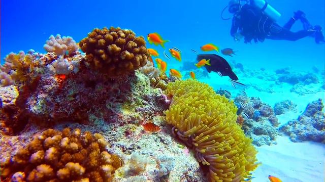 Scuba Diving in ZANZIBAR is UNBELIEVABLE ! смотреть онлайн