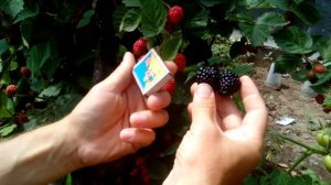 Ежевика безшипая Тройная корона Трипл Краун Triple Crown Ягода до 25 грамм Американский сорт