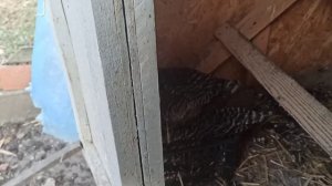 4 ноября 2021 г. куры гриз бар