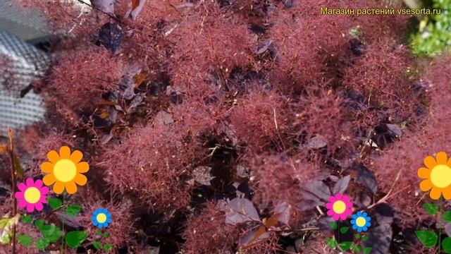Скумпия кожевенная Даски Майден. Краткий обзор, описание cotinus coggygria Dusky Maiden смотреть онлайн