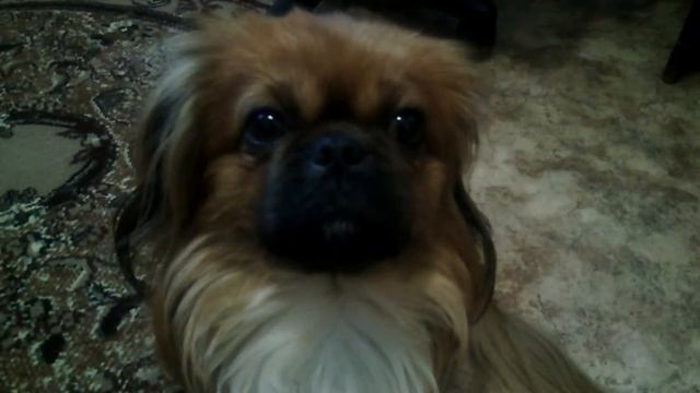 Пикинес смотреть онлайн