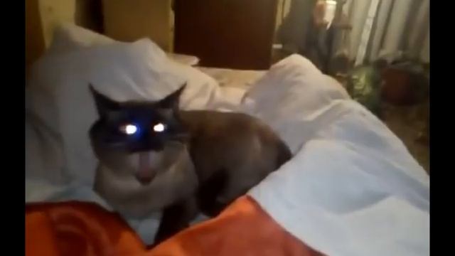 Коты в которых вселился демон смотреть онлайн