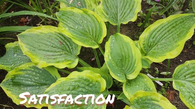 Хоста Satisfaction