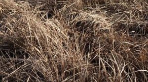 28 февраля народный праздник Онисимов день. Что делать нельзя. Народные приметы и традиции.