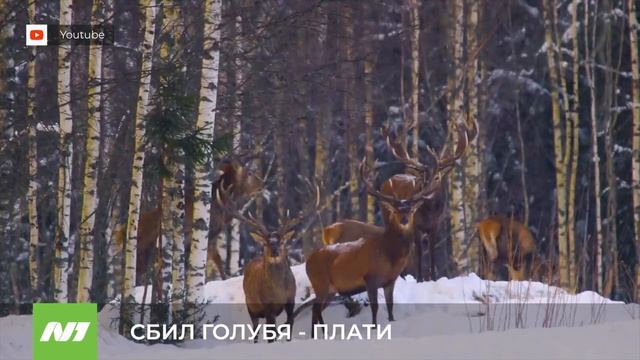 СБИЛ ГОЛУБЯ - ПЛАТИ смотреть онлайн