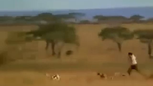 ЧЕЛОВЕК БЕЖИТ БЫСТРЕЕ ГЕПАРДА! смотреть онлайн