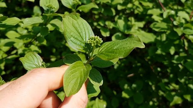 Roter Hartriegel - Blütenknopsen - 22.04.18 (Cornus sanguinea) - Baum Blüten bestimmen смотреть онлайн