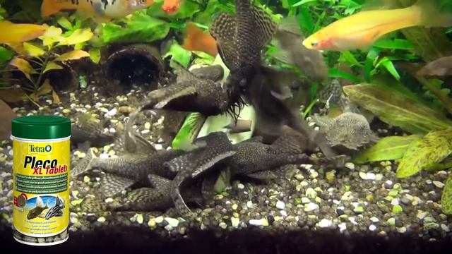 Анциструс - сом присоска: содержание, уход, разведение! Прилипательный рыбас!