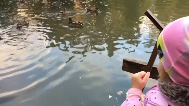 Кормим уток на пруду смотреть онлайн