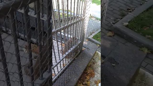 обезьяна лапой схватила мой телефон чуть не забрала в конце показано на видео перемотайте в конец 😱 смотреть онлайн