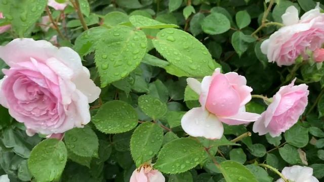 Rosa Olivia Rose Austin смотреть онлайн