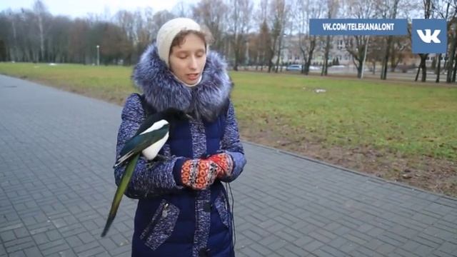 Домашняя сорока - отличный компаньон или "воровка" с характером смотреть онлайн