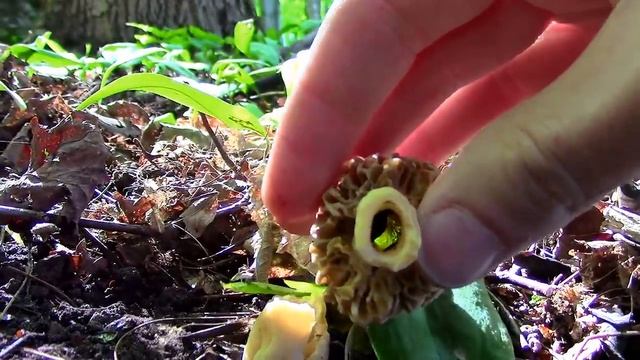 Wild Food Foraging- Season 2- Grape, Raspberry, Clover, Morel, Cedar, Ramps, Birch смотреть онлайн