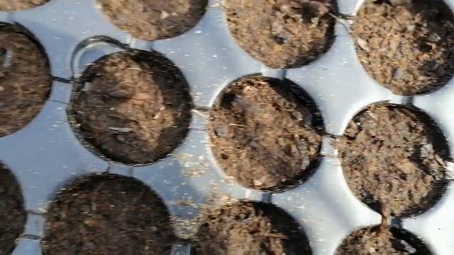 Семенной или половой способ размножения растений. смотреть онлайн