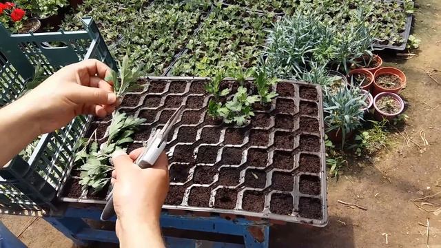 Xrizantemmanin Becerilmesi / Хризантема / Chrysanthemum ( 3-cu Hisse) #instagram: Florist_faiq