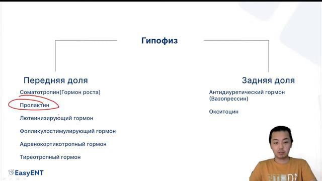 Эндокринная система. ЕНТ 2024. смотреть онлайн