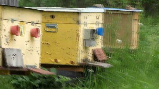 ПЧЕЛОВОДСТВО ЭТО ДИАГНОЗ... ПЧЕЛА - ЛЕКАРСТВО ОТ НЕГО. смотреть онлайн